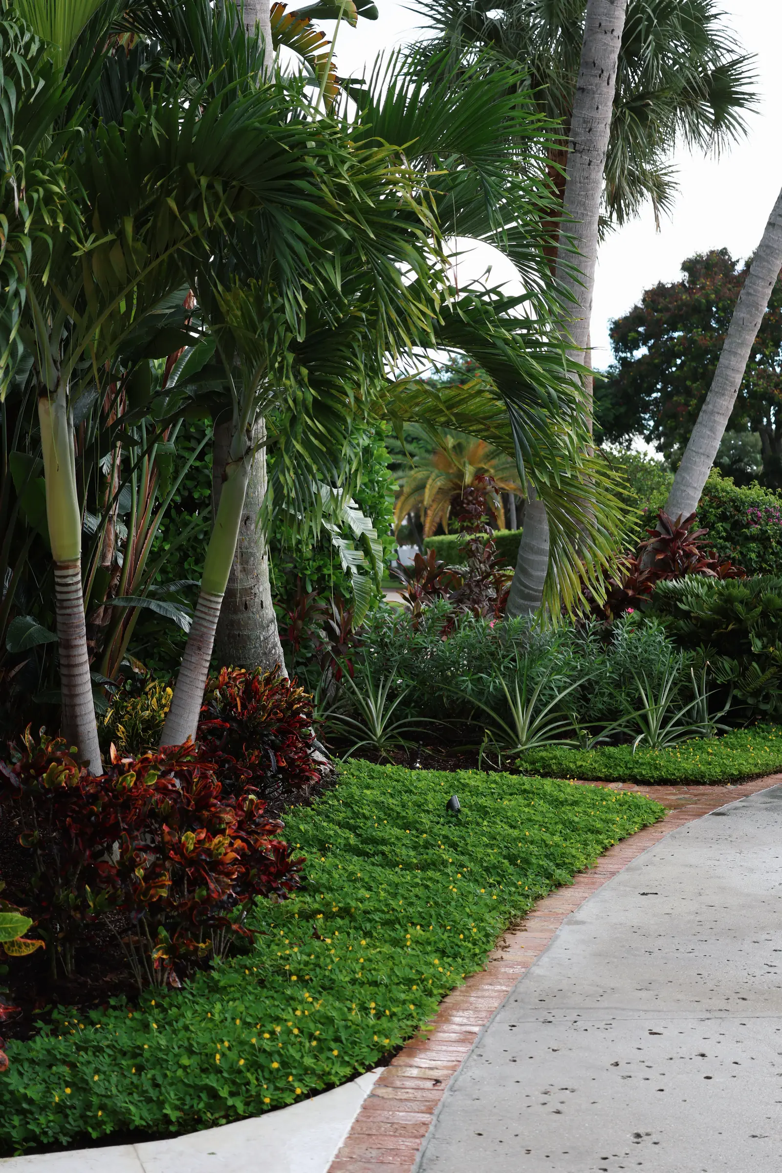 Croton bed and palm trunks at drive edge
