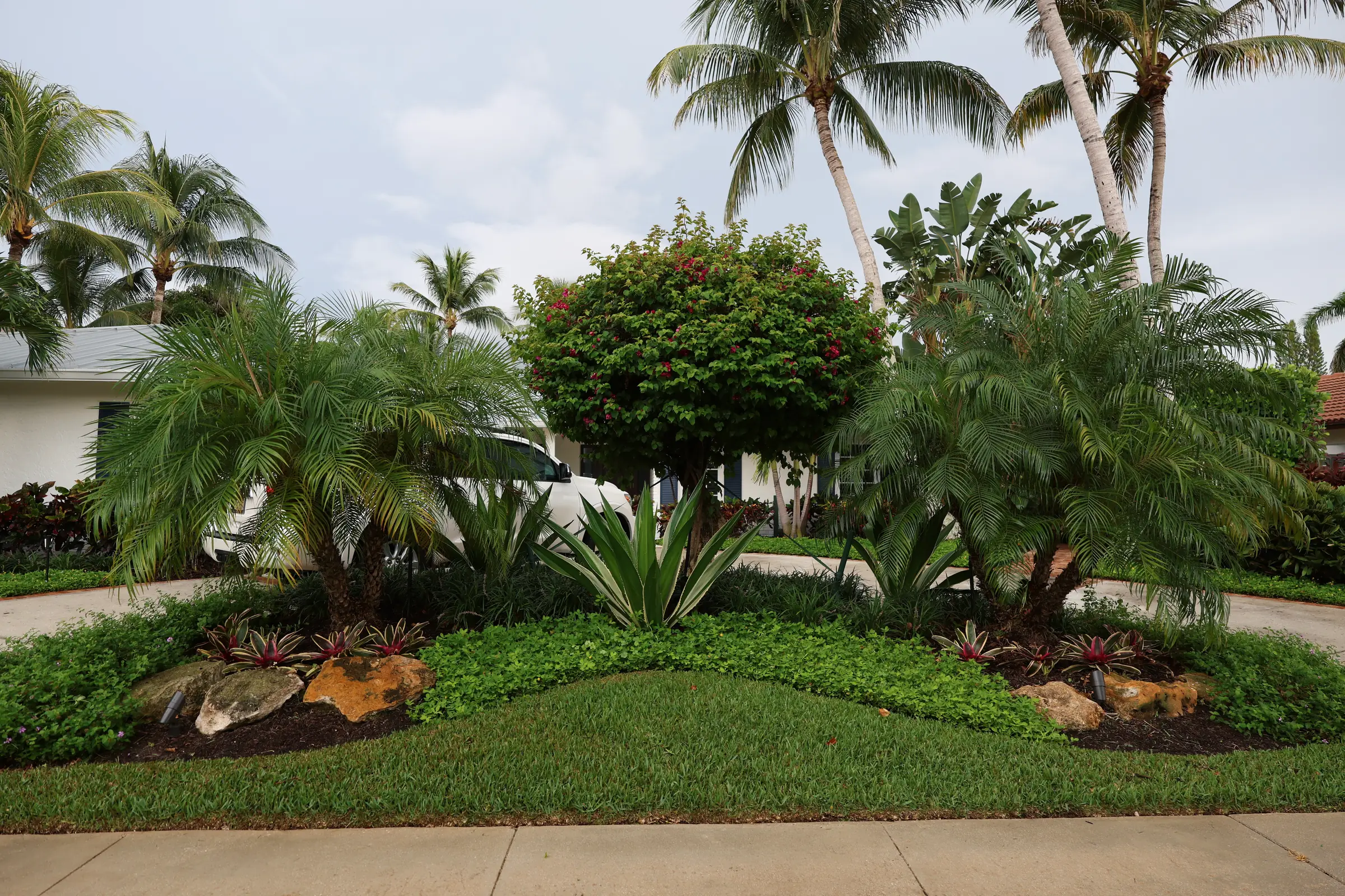 Agave and boulder bed under palms