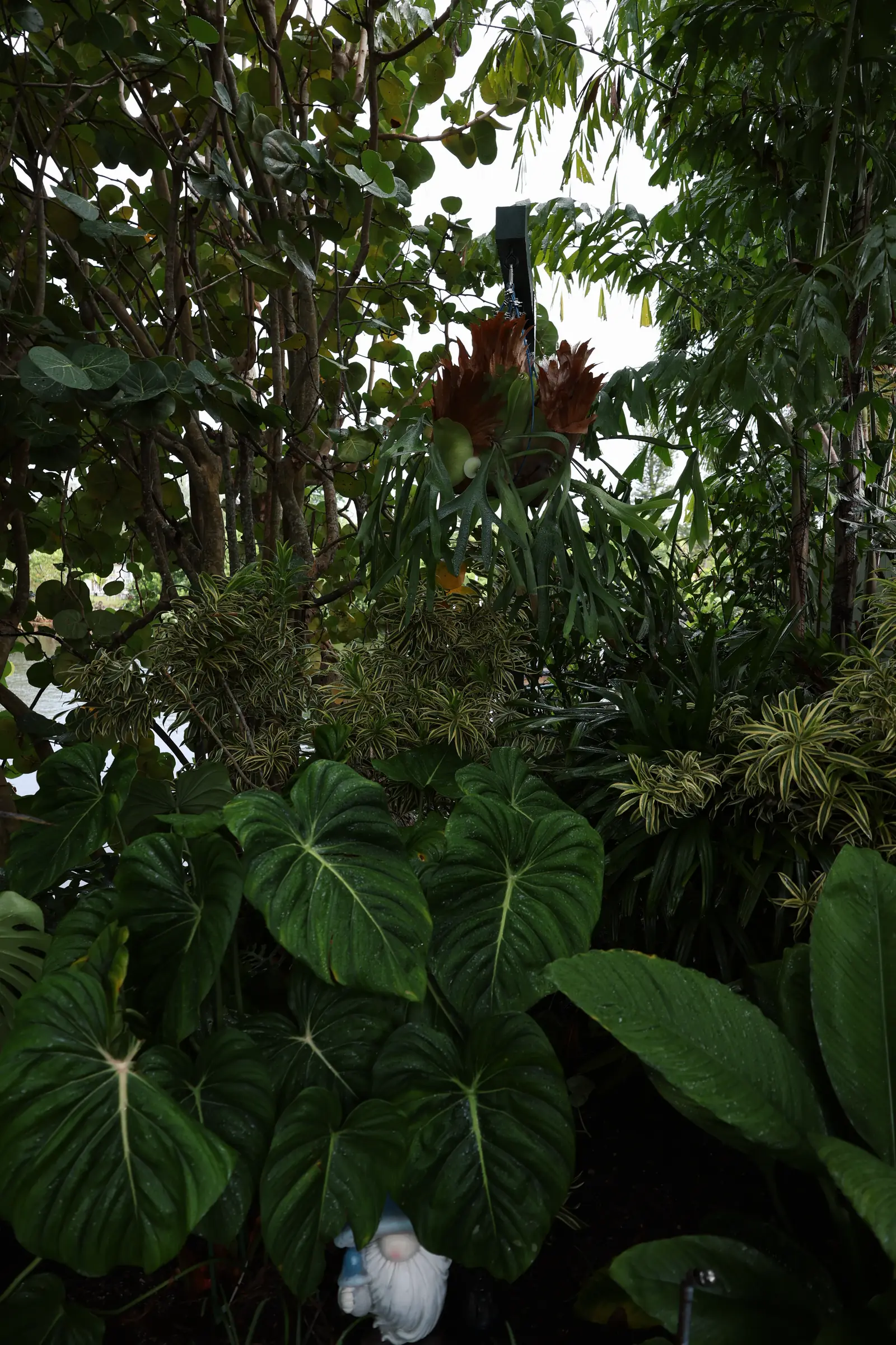 Philodendron leaves in shade