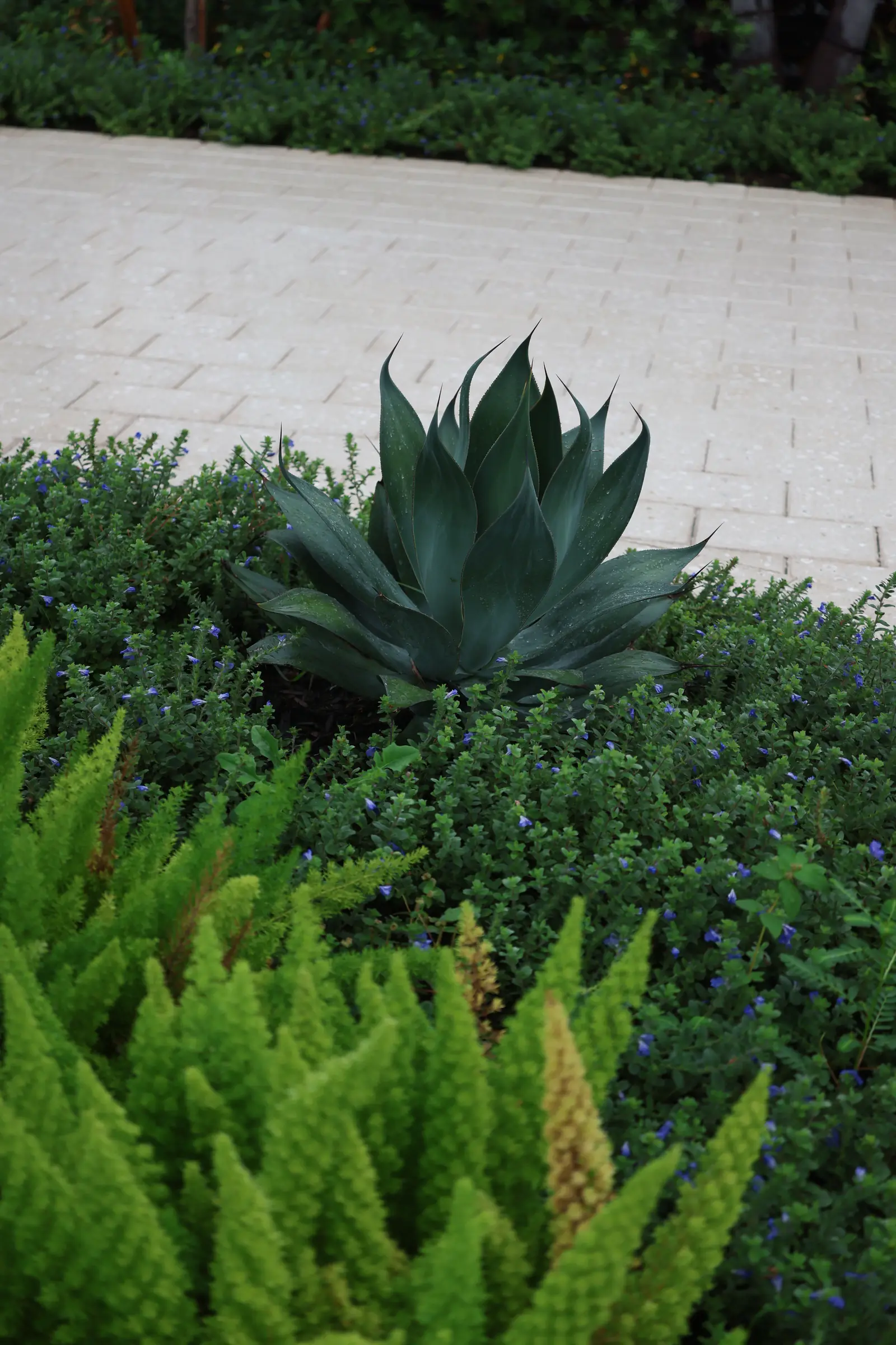 Agave and foxtail fern in ground cover