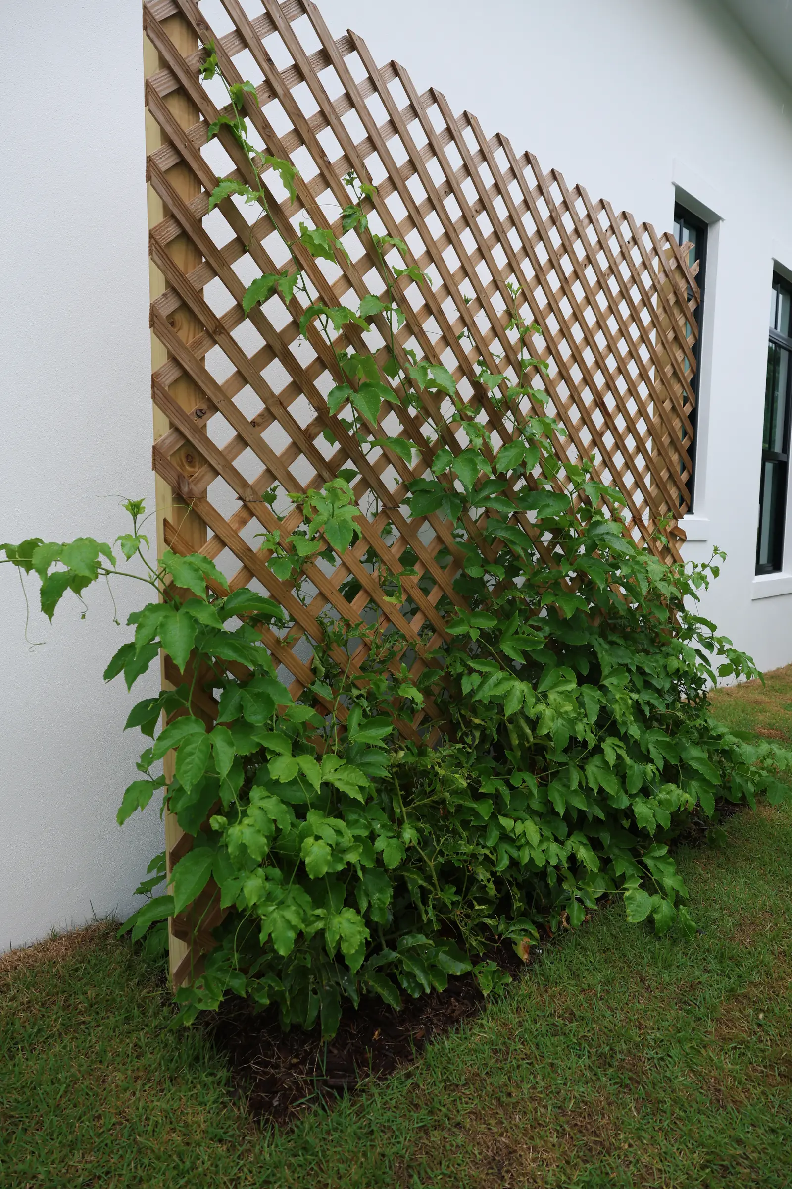 Wood lattice trellis with climbing vine
