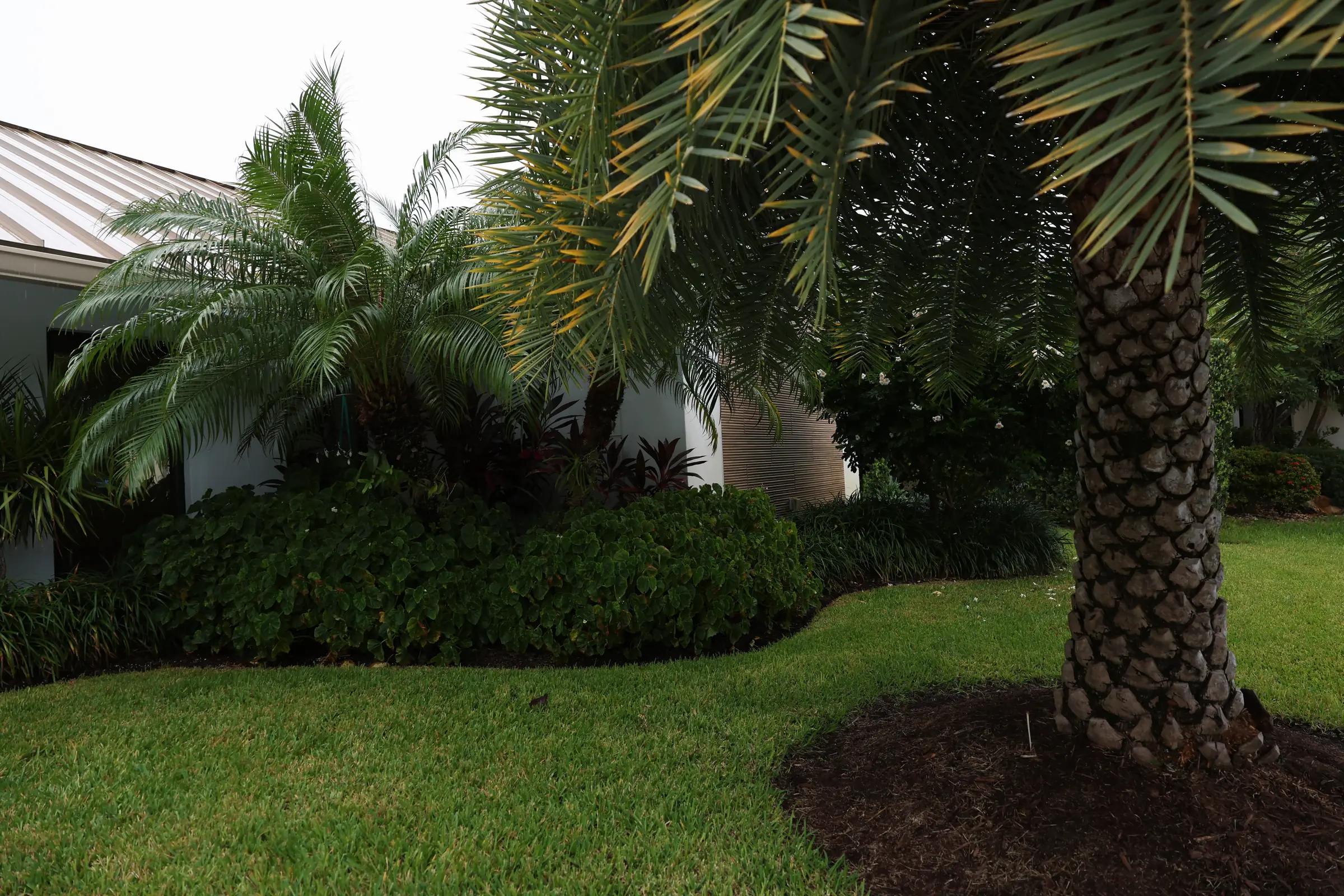 Clipped hedge mounds under pygmy date palm