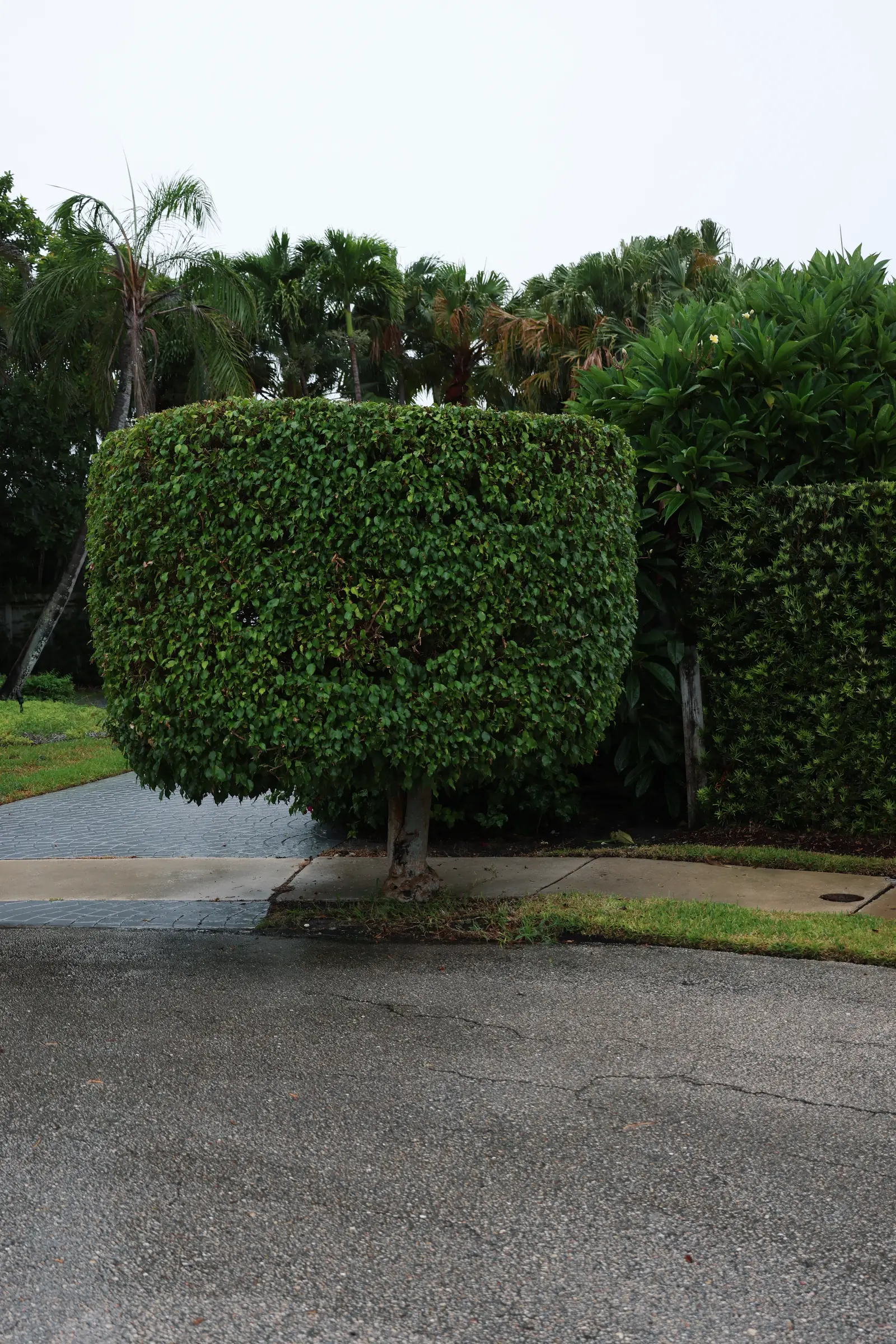 Clipped ficus hedge block