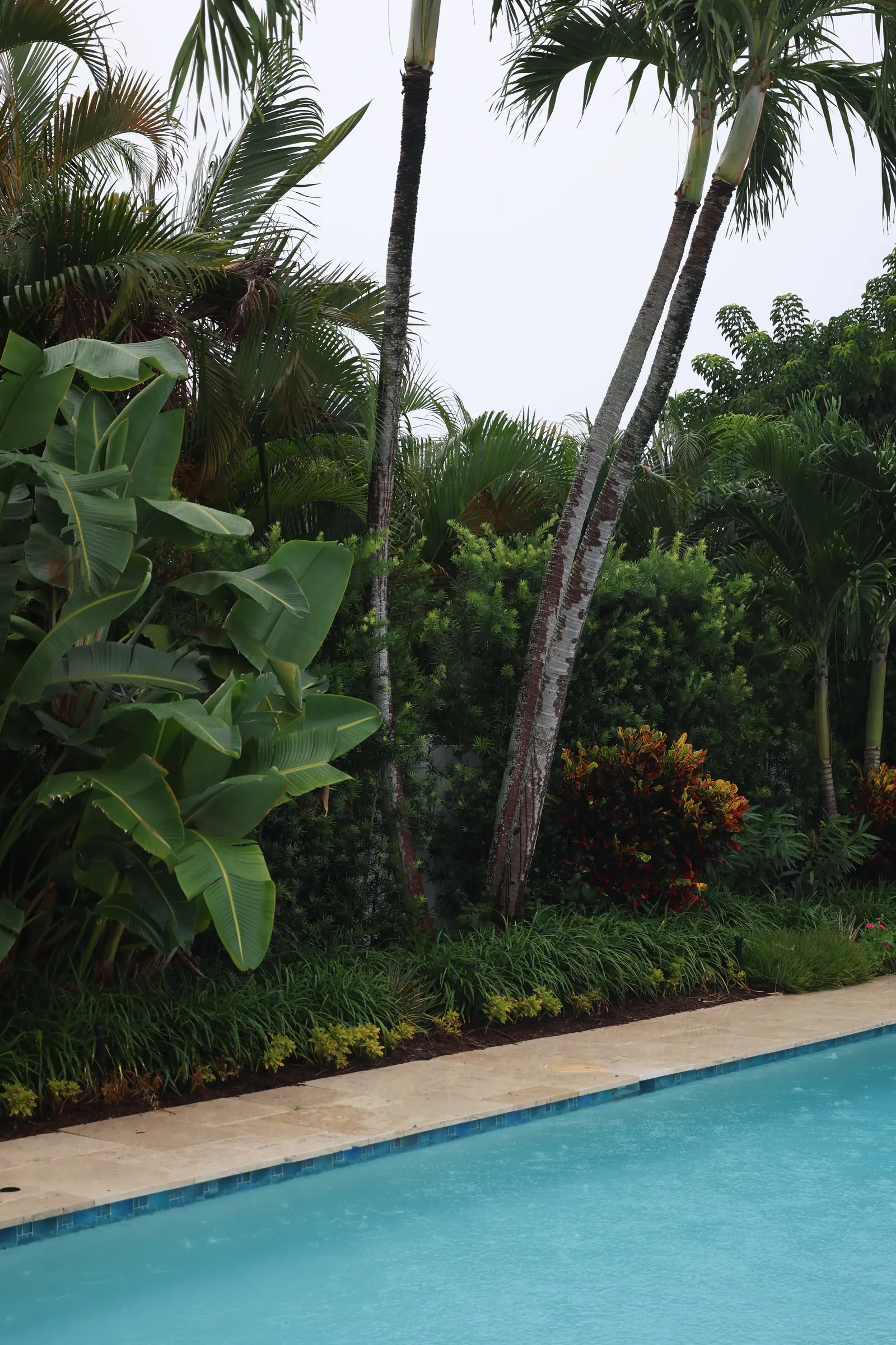 Pool edge with bird of paradise and palms