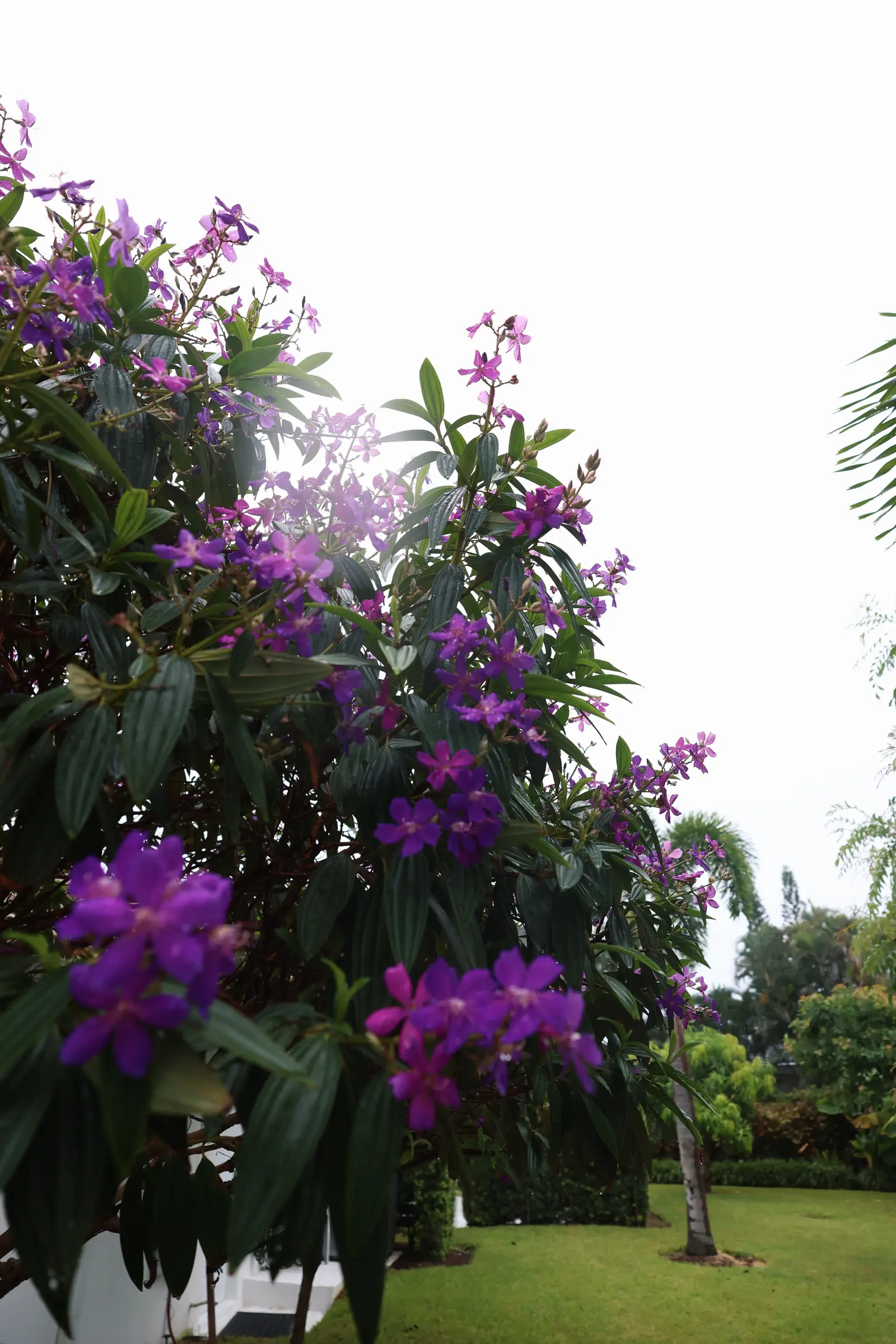 Purple tibouchina blooms