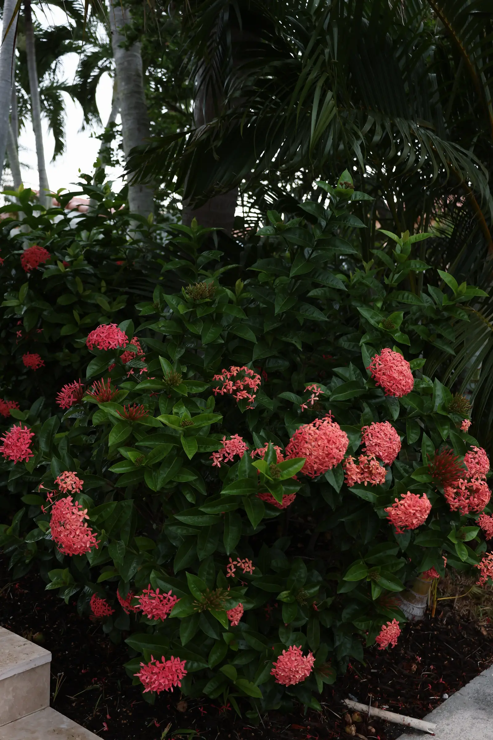 Coral ixora blooms