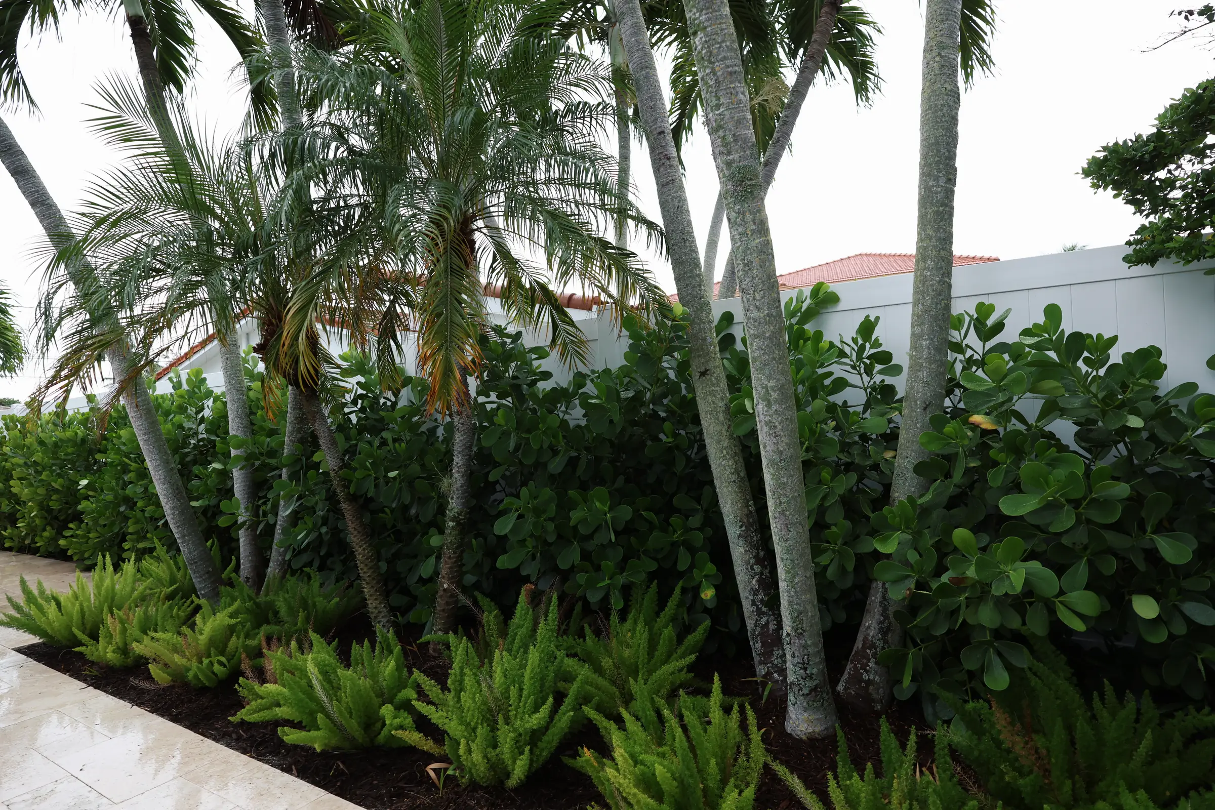 Palm grove, ferns and clusia hedge